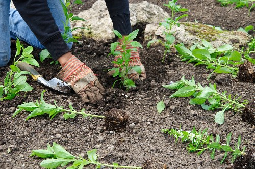 Common tree issues addressed by Wanstead tree specialists