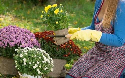 Lawn mowing service in Wanstead