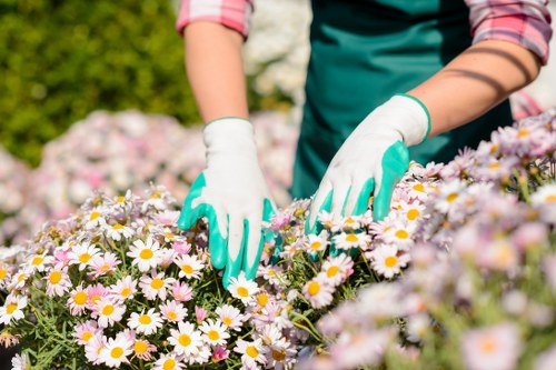 Seasonal lawn care in Wanstead