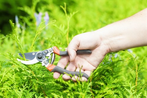 Tree removal process by experts in Wanstead