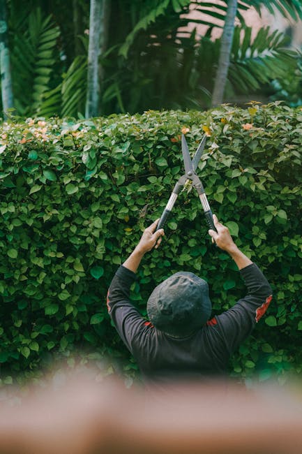 A gardener, wearing a dark long-sleeved shirt and a grey cap, is trimming a dense, well-maintained hedge with a pair of long-handled garden shears. The hedge features small, vibrant green leaves and r